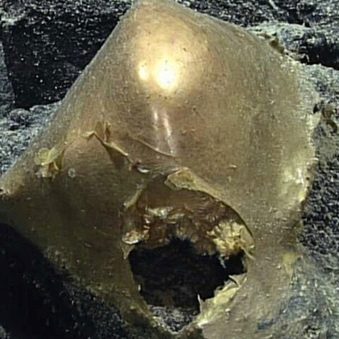 Sfera dorata in Alaska: svelato il mistero dell'uovo degli abissi